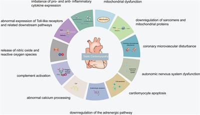 Roles of LncRNAs in Regulating Mitochondrial Dysfunction in Septic Cardiomyopathy